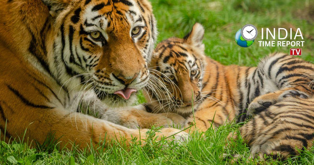 India Tiger Conservation Representative Image